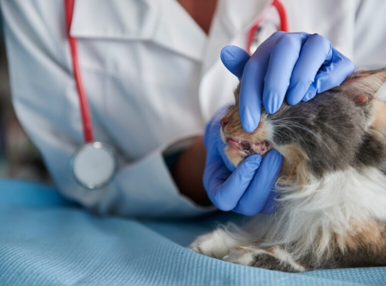 signs of cat dental disease
