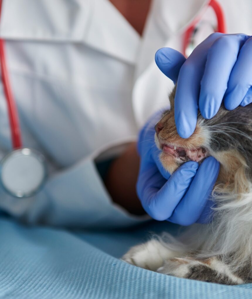 signs of cat dental disease