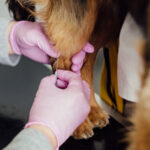 what is Librela injection for dogs