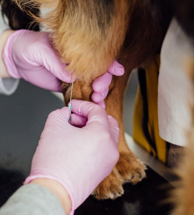 what is Librela injection for dogs