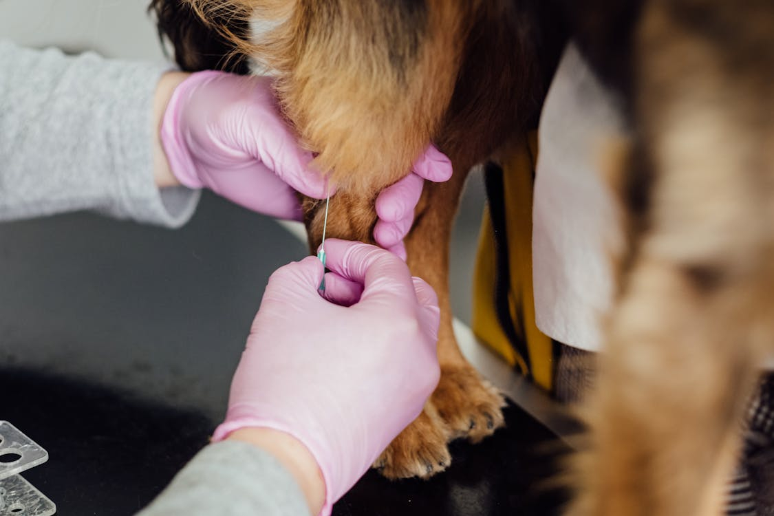 what is Librela injection for dogs