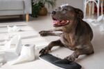 dog swallowed foreign object