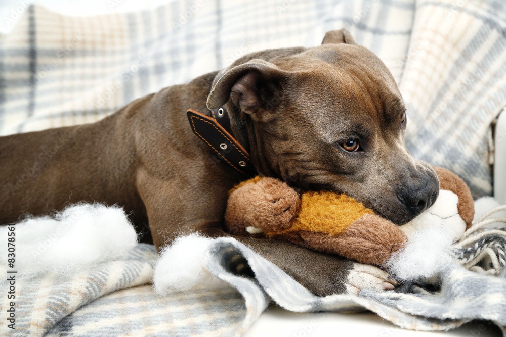 dog swallowed foreign object