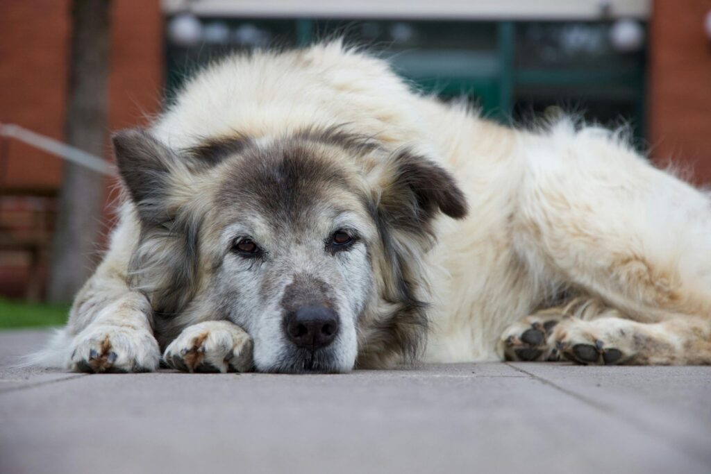 senior pet wellness exam