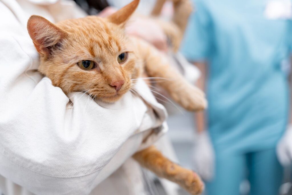 pet bladder stone removal