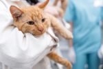 pet bladder stone removal