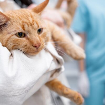 pet bladder stone removal
