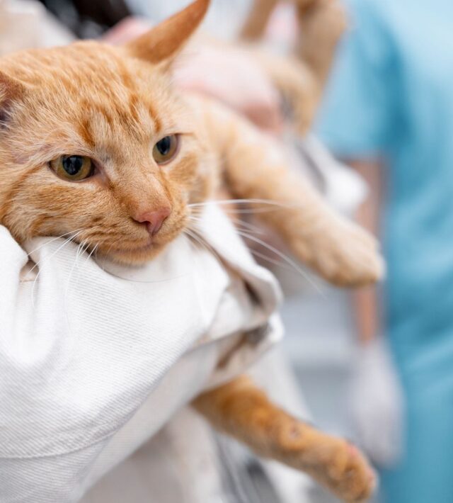 pet bladder stone removal