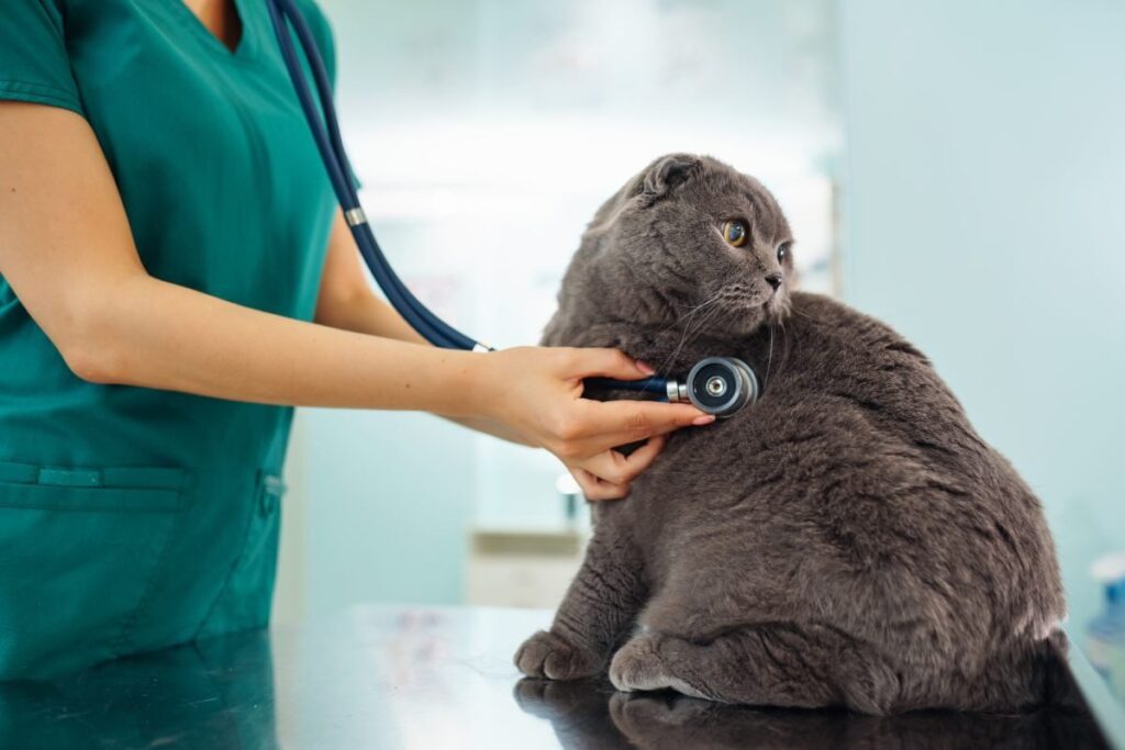 senior pet wellness exam