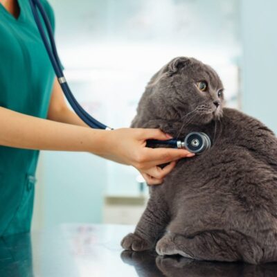 senior pet wellness exam