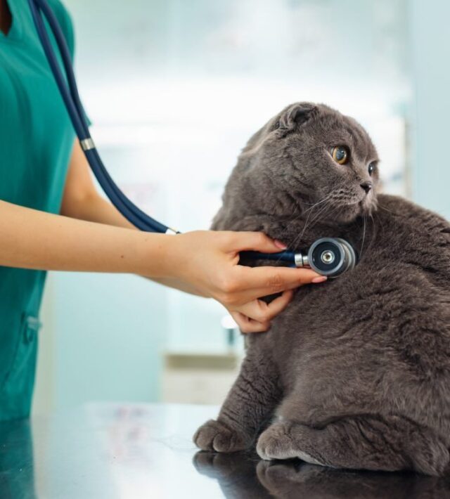 senior pet wellness exam