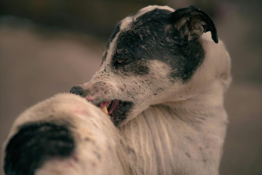 skin growth in dogs
