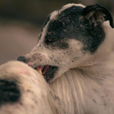 skin growth in dogs