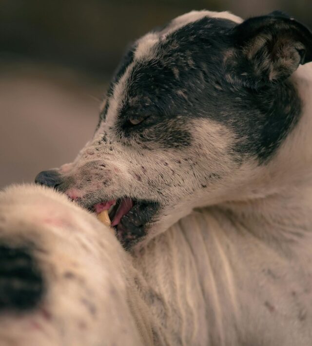 skin growth in dogs