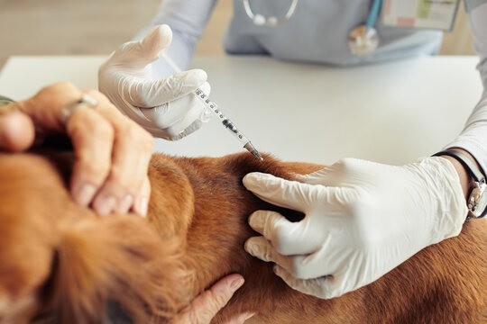 what is screw worm in dogs