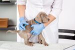 screw worm in dogs