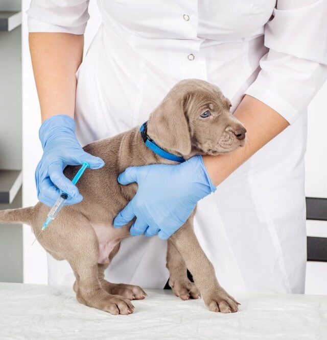 screw worm in dogs