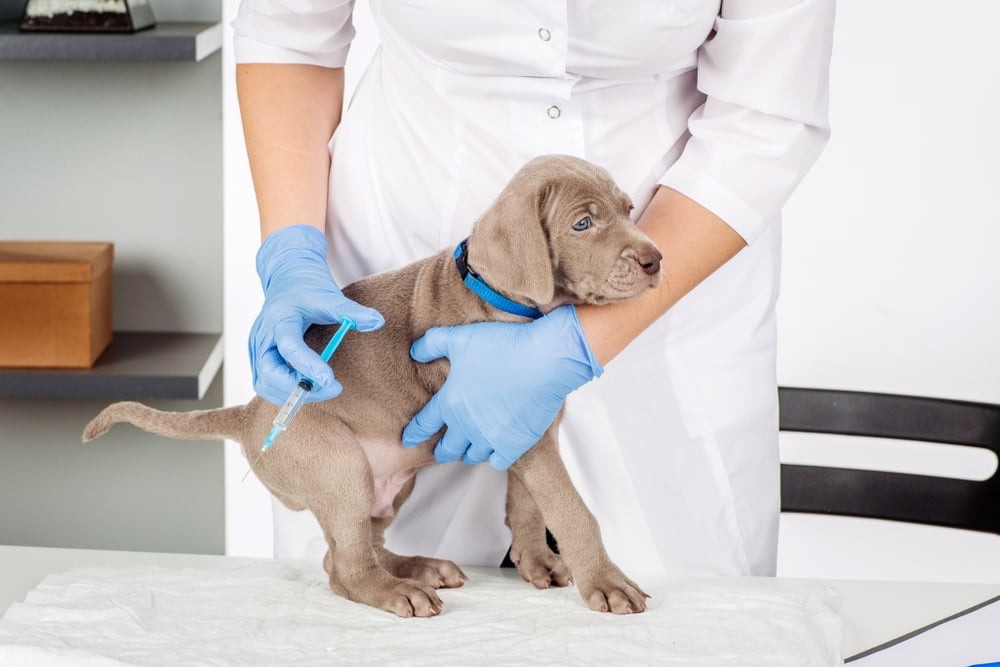 screw worm in dogs