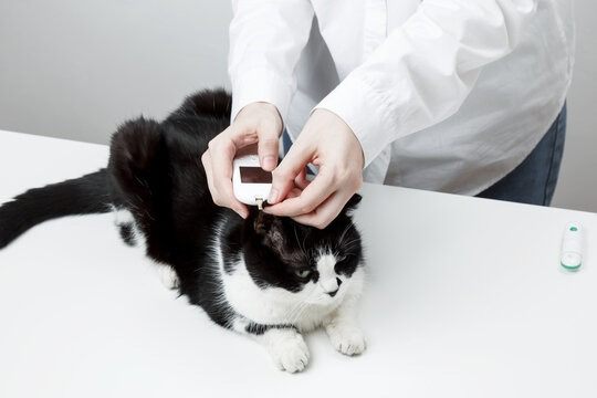 feline diabetes