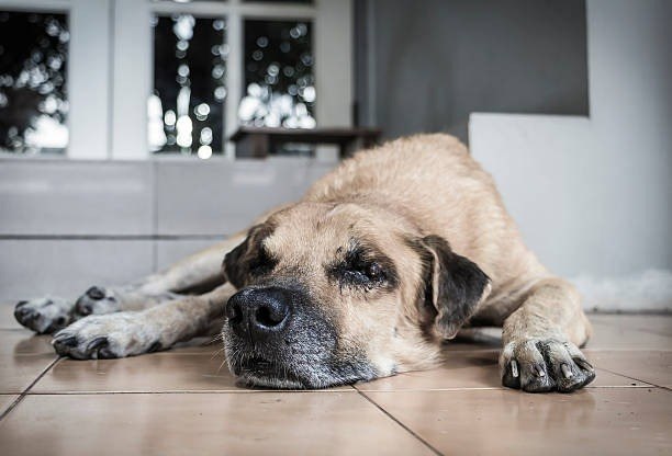 kidney failure in dogs