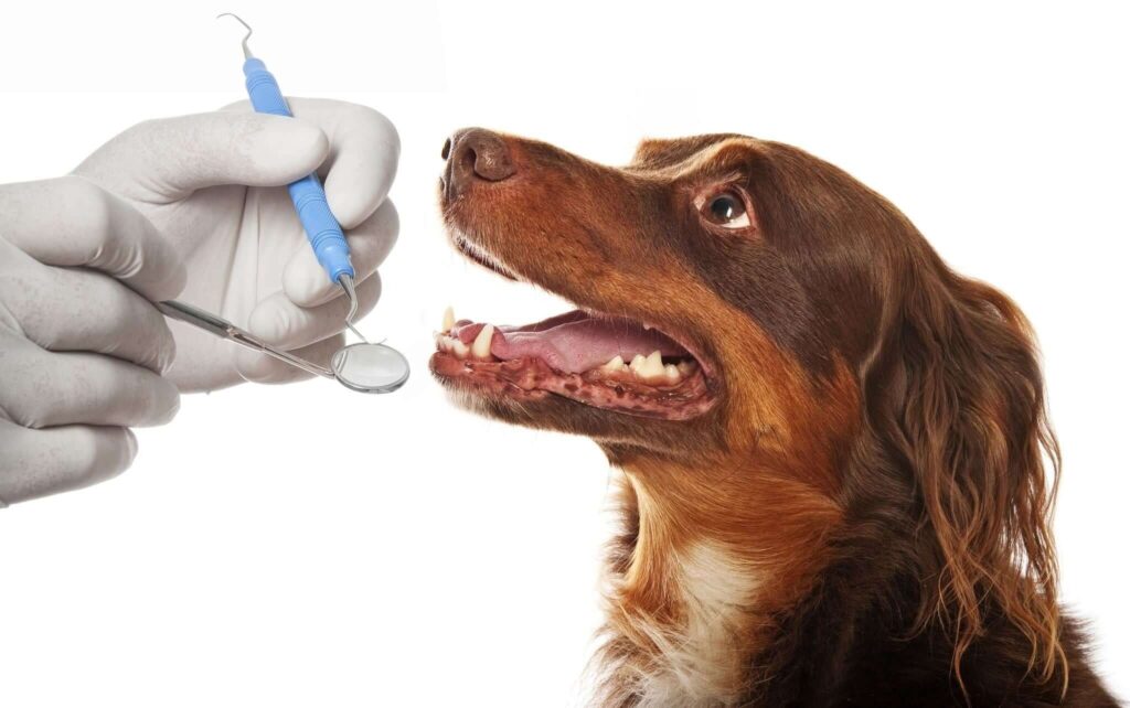 pet dental scaling and polishing