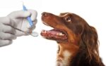 pet dental scaling and polishing