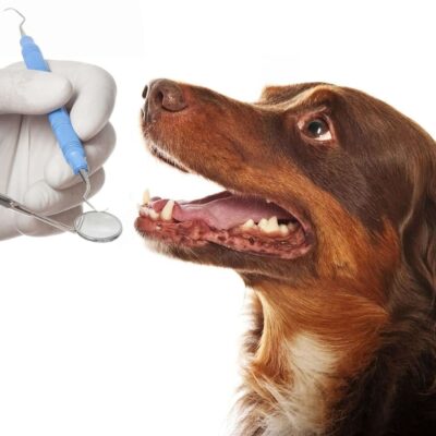 pet dental scaling and polishing