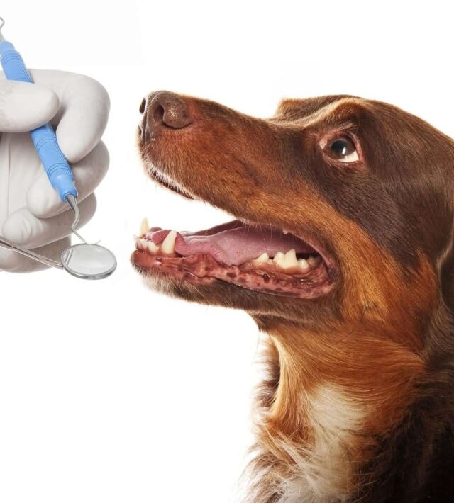 pet dental scaling and polishing
