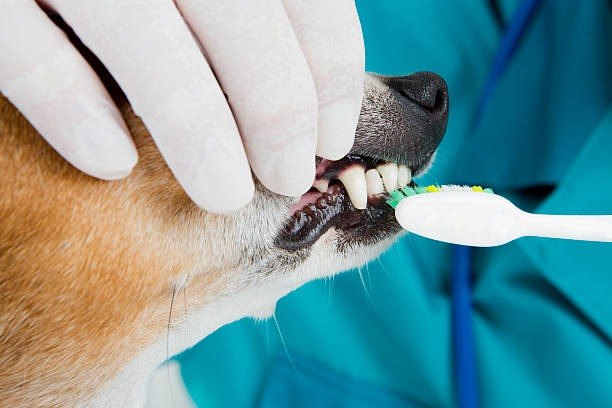 pet oral health