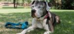 symptoms of kidney disease in senior dogs