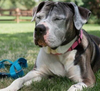 symptoms of kidney disease in senior dogs