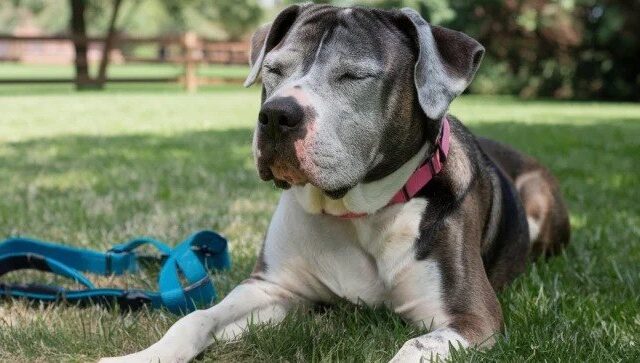 symptoms of kidney disease in senior dogs