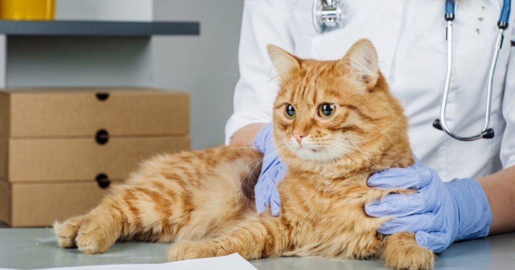 what are symptoms of diabetes in cats