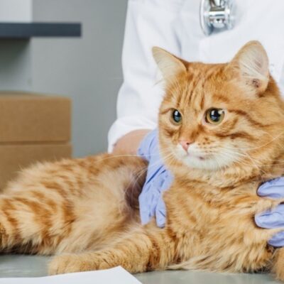 what are symptoms of diabetes in cats
