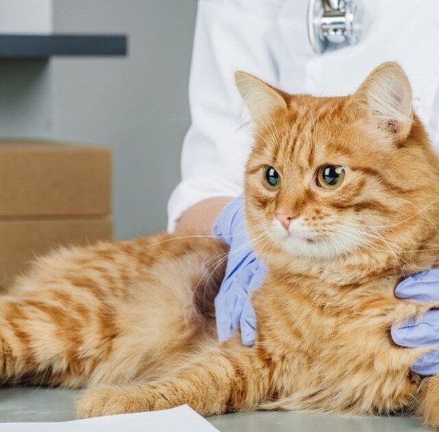 what are symptoms of diabetes in cats