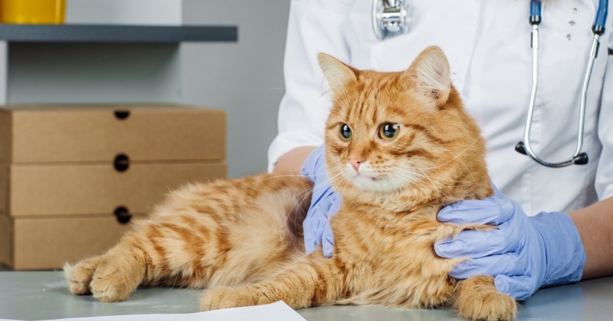 what are symptoms of diabetes in cats