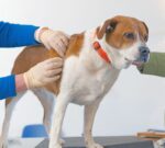 what causes skin tags on dogs