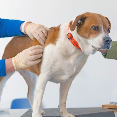 what causes skin tags on dogs