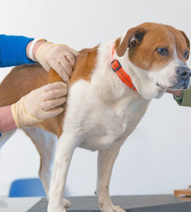 what causes skin tags on dogs
