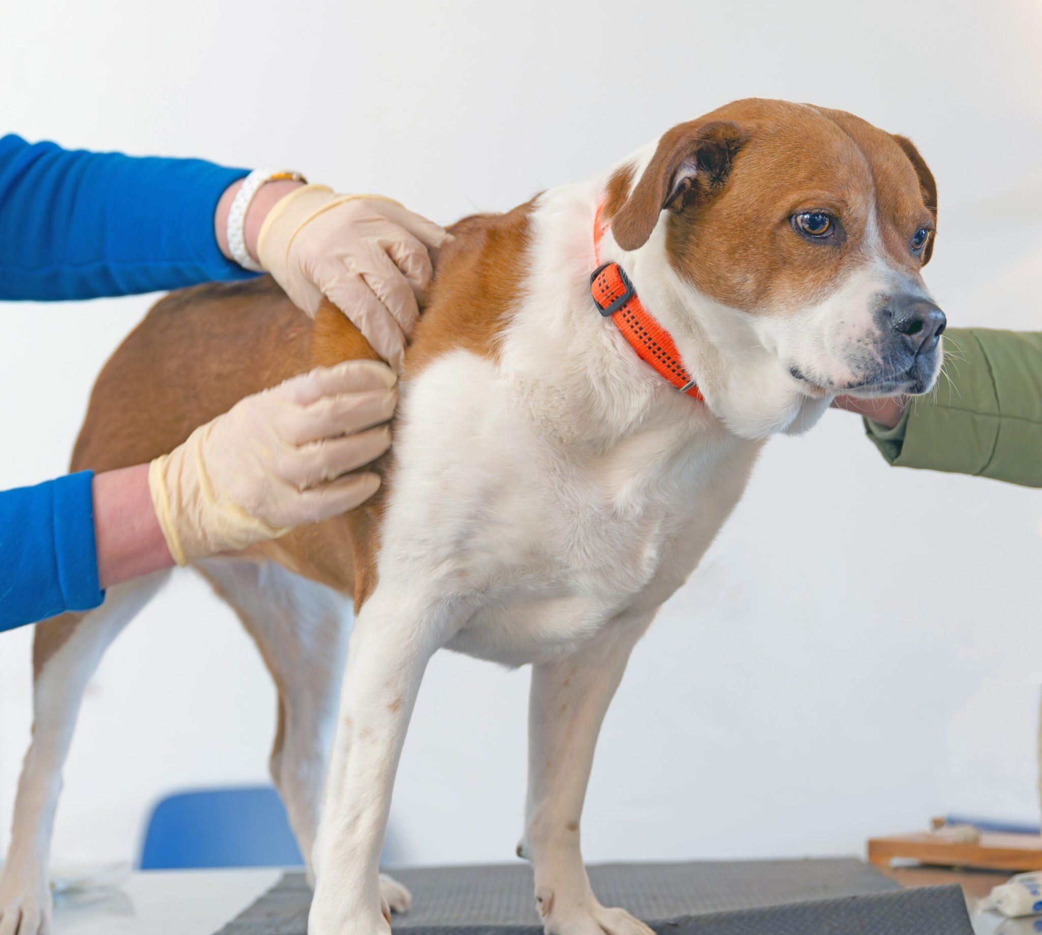 what causes skin tags on dogs
