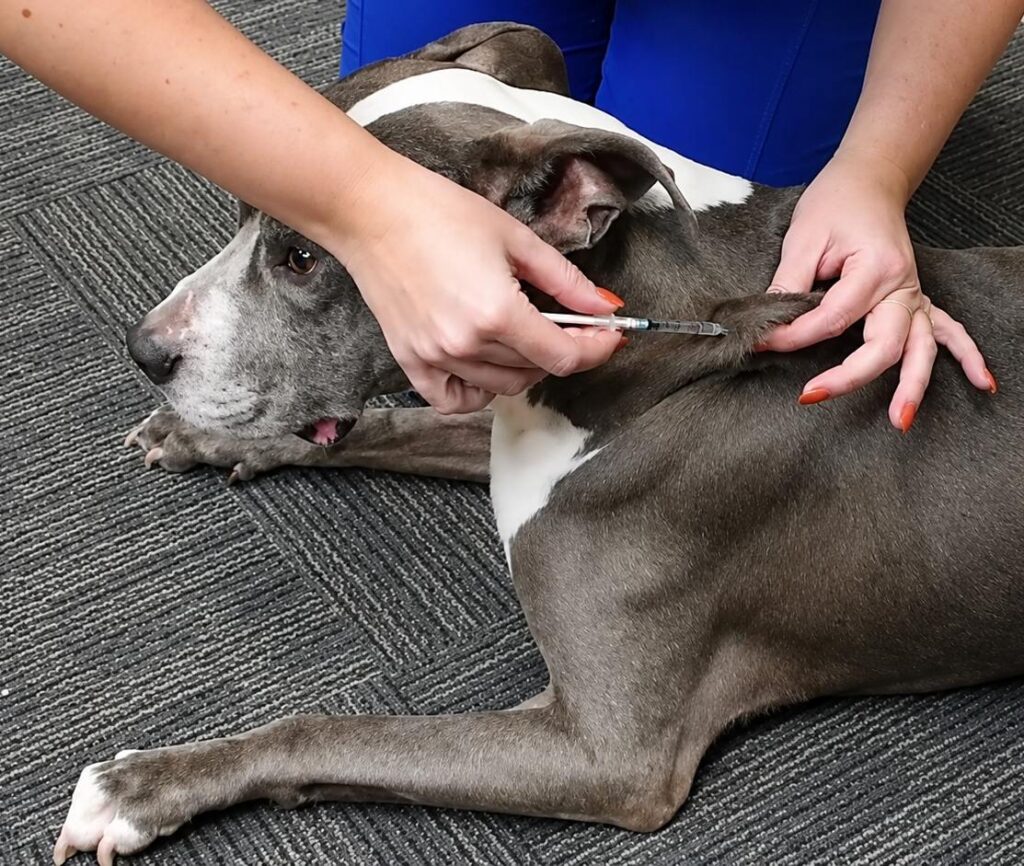 Librela injections for dogs
