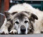 cognitive decline in senior dogs