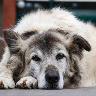 cognitive decline in senior dogs