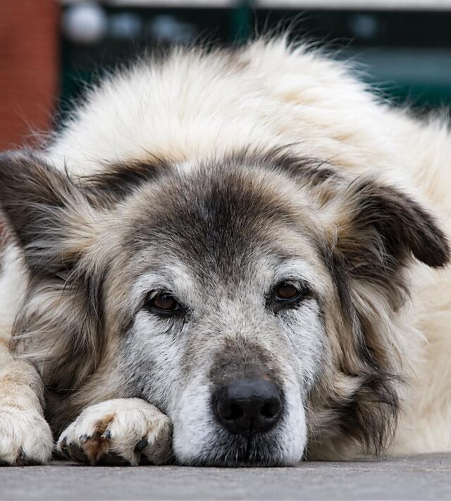 cognitive decline in senior dogs