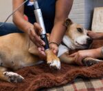 cold laser therapy for dogs
