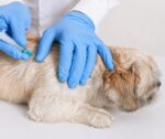 is Librela safe for dogs with arthritis