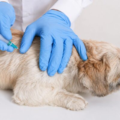 is Librela safe for dogs with arthritis