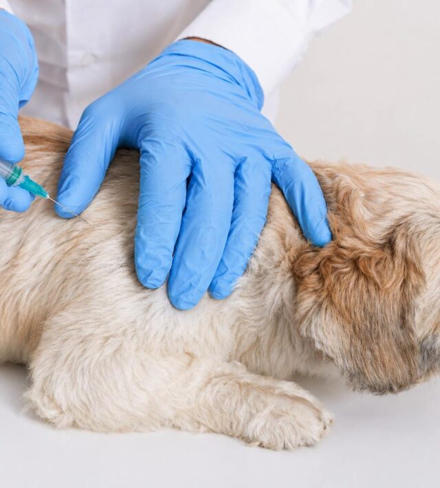 is Librela safe for dogs with arthritis