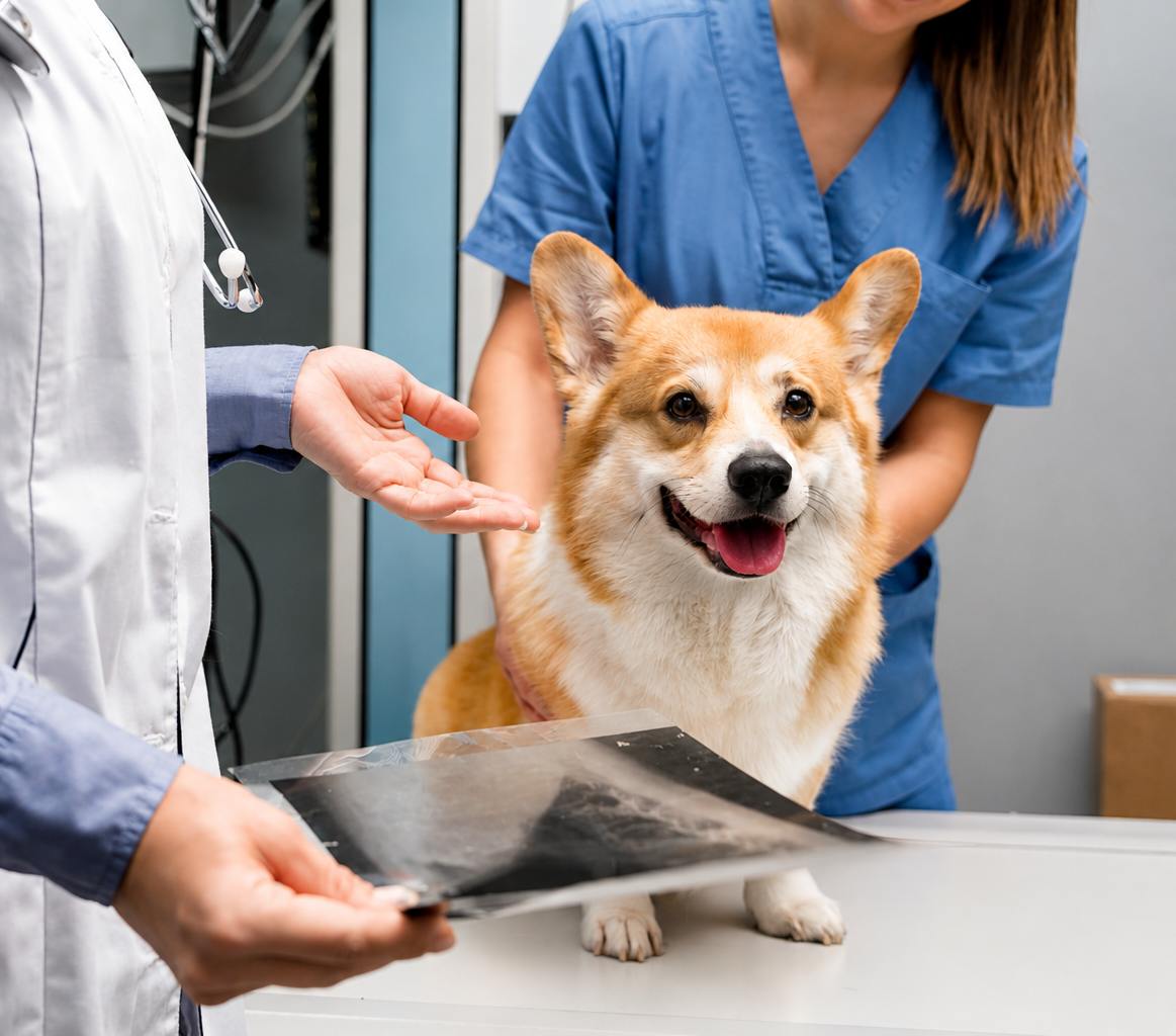 pet scan for cardiology
