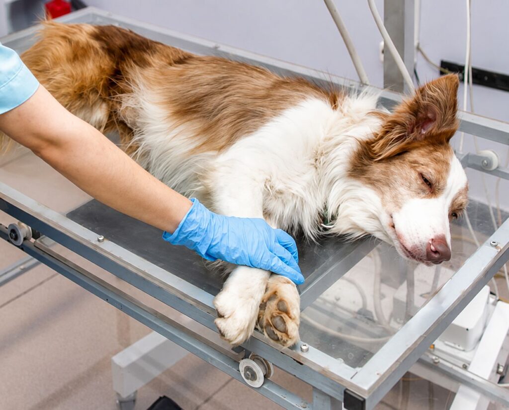 dog chest x ray